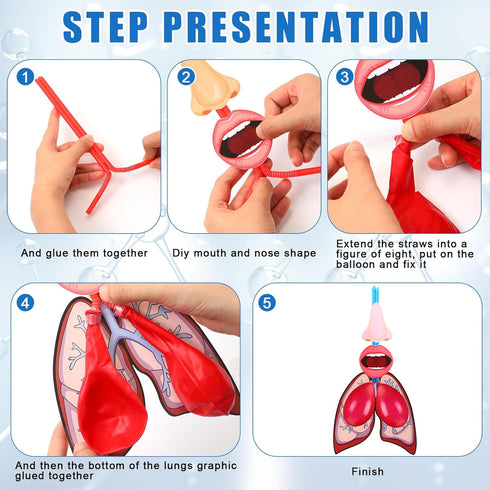 Libima 24 Sets Lung Model Respiratory System Model Toys Science Classroom Study Display Biologic Anatomy Doll and Human