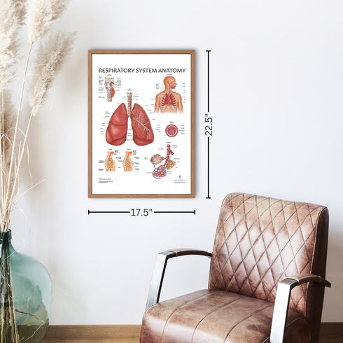 Anatomy Lab Human Respiratory System Anatomy Poster, Laminated, 17.3 x 22.5 Inches, Educational Chart