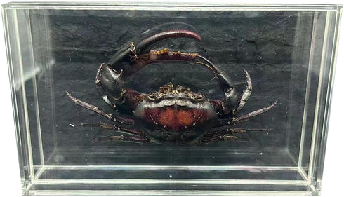 GFAZXDS A,15cm, Real Crab Insect Specimens Animal Taxidermy Collection for Science Education &