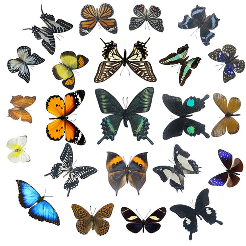 Real Dried Dead Butterflies, Natural Unmounted Butterfly Specimens for Art, DIY Decorations, Taxidermy (8 Pcs)