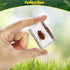 15 Real Insect Specimens of Butterflies and Beetles, Resin Preserved for Science Education, Biology Oddities
