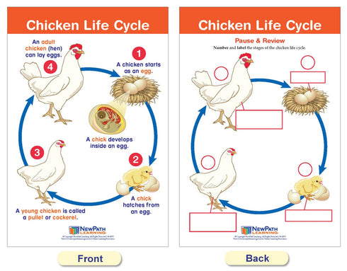 NewPath Learning Life Cycles Bulletin Board Charts, Set/8, Laminated, 12" x 18" (94-1504)