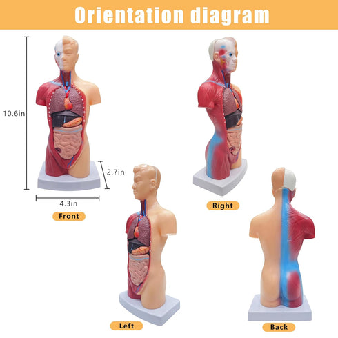 2026 11 inch 15 New Human Body Model for Kids, Pcs Removable Human Torso Anatomy Model for Teaching, Students
