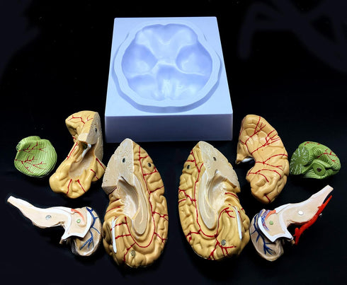 XINDAM Human Brain Model, Anatomically Accurate Brain Model Life Size Human Brain Anatomy for Science Classroom Study