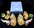 XINDAM Human Brain Model, Anatomically Accurate Brain Model Life Size Human Brain Anatomy for Science Classroom Study