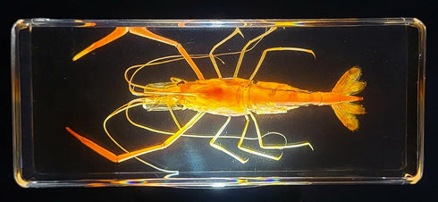 4.3" Large Real Shrimp Oriental Freshwater River Prawn in Crystal Clear Lucite Resin Specimen Preserved Macrobrachium