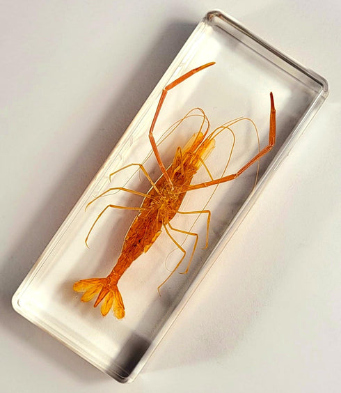 4.3" Large Real Shrimp Oriental Freshwater River Prawn in Crystal Clear Lucite Resin Specimen Preserved Macrobrachium