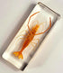 4.3" Large Real Shrimp Oriental Freshwater River Prawn in Crystal Clear Lucite Resin Specimen Preserved Macrobrachium