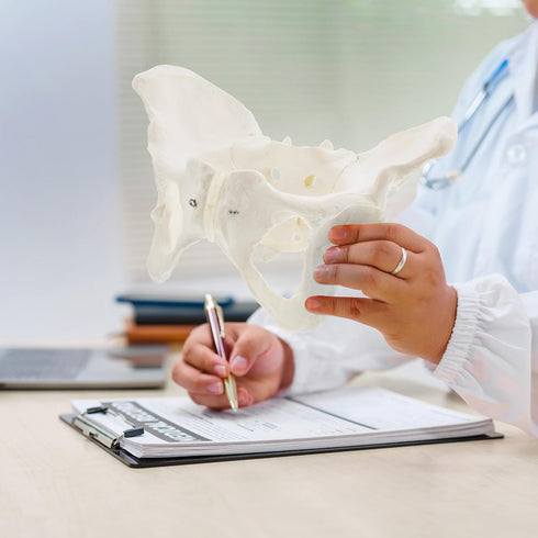 MonMed Life-Size Female Pelvis Anatomy Model