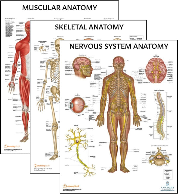 Anatomy Lab 3 PACK Human Anatomy Poster Set, Laminated Muscular, Skeletal, Nervous System Charts, 17.3 x 22.5 Inches