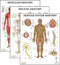Anatomy Lab 3 PACK Human Anatomy Poster Set, Laminated Muscular, Skeletal, Nervous System Charts, 17.3 x 22.5 Inches