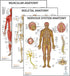 Anatomy Lab 3 PACK Human Anatomy Poster Set, Laminated Muscular, Skeletal, Nervous System Charts, 17.3 x 22.5 Inches
