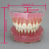 Smile1000 Dental Implant Teeth Model with Removable Teeth for Dental Professionals and Students