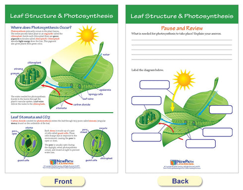 NewPath Learning Photosynthesis & Respiration Bulletin Board Charts, Set of 6 - Laminated, Double-Sided, 12" x 18"