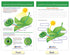 NewPath Learning Photosynthesis & Respiration Bulletin Board Charts, Set of 6 - Laminated, Double-Sided, 12" x 18"