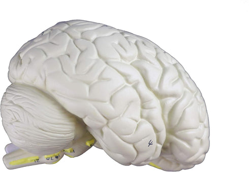 VAB401-3 Models-3 Vision Scientific Life Size Human Brain Parts | Shows Frontal, Parietal, Temporal & Occipital Lobes |
