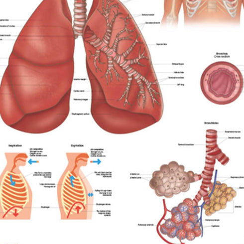 Anatomy Lab Human Respiratory System Anatomy Poster, Laminated, 17.3 x 22.5 Inches, Educational Chart