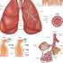 Anatomy Lab Human Respiratory System Anatomy Poster, Laminated, 17.3 x 22.5 Inches, Educational Chart