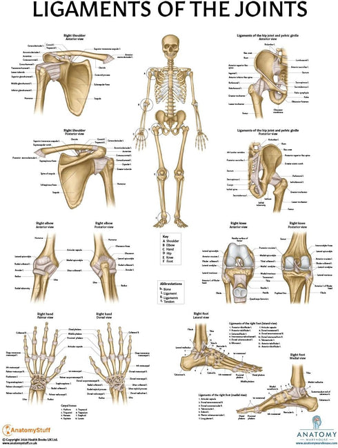 Anatomy Lab 4 PACK Human Anatomy Poster Set, Muscular, Skeletal, Nervous Systems, Laminated