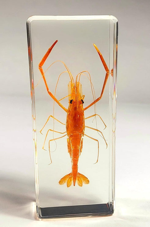 4.3" Large Real Shrimp Oriental Freshwater River Prawn in Crystal Clear Lucite Resin Specimen Preserved Macrobrachium