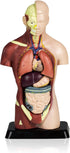 VAT105 7 Sexless Human Torso | Removable Parts | Displays Respiratory, Circulatory, Digestive, Nervous, Urinary System