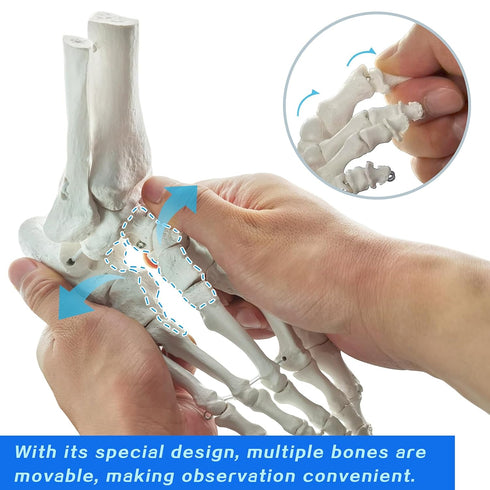 EVOTECH SCIENTIFIC Human Foot And Ankle Model, Life Size Medical Anatomy Foot Skeleton Model W/ Tibia Fibula, Right