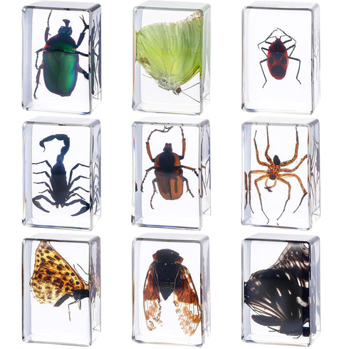 9 Pcs Insect in Resin Specimen Bugs Collection, Educational Science Classroom Specimens Display Supplies