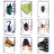 9 Pcs Insect in Resin Specimen Bugs Collection, Educational Science Classroom Specimens Display Supplies