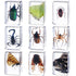 9 Pcs Insect in Resin Specimen Bugs Collection, Educational Science Classroom Specimens Display Supplies