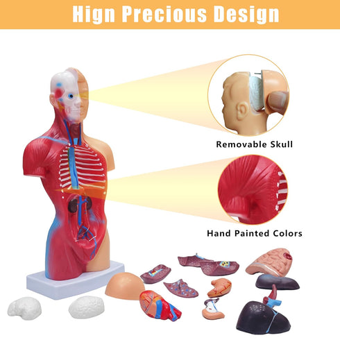 2026 11 inch 15 New Human Body Model for Kids, Pcs Removable Human Torso Anatomy Model for Teaching, Students