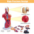 2026 11 inch 15 New Human Body Model for Kids, Pcs Removable Human Torso Anatomy Model for Teaching, Students
