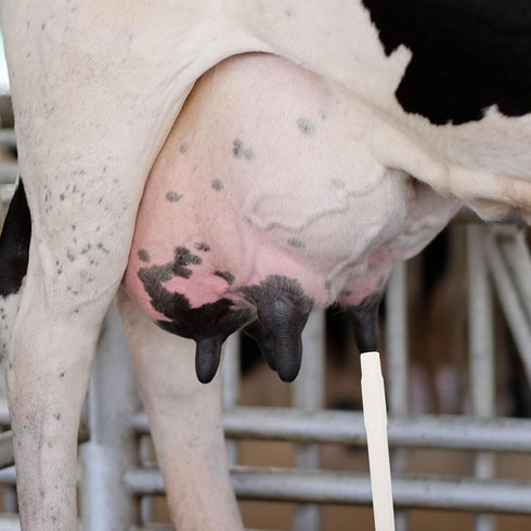Beaupretty Silicone Milking Tube for Cattle and Sheep, Food Grade Milk Pipe Connector, Portable Manual and Electric