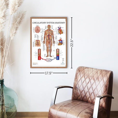 Anatomy Lab Human Circulatory System Poster, Laminated, 17.3 x 22.5 Inches, Anatomy and Physiology Body System