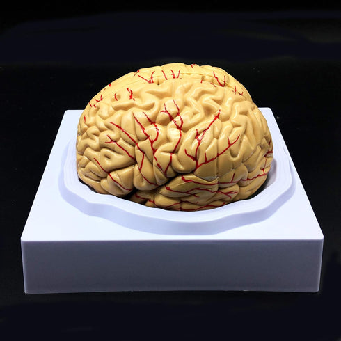 XINDAM Human Brain Model, Anatomically Accurate Brain Model Life Size Human Brain Anatomy for Science Classroom Study
