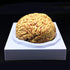 XINDAM Human Brain Model, Anatomically Accurate Brain Model Life Size Human Brain Anatomy for Science Classroom Study