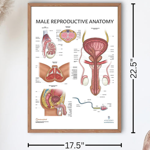 17.3 22.5 Inches, Anatomy Lab Human Male Reproductive System Anatomy Poster, x Anatomical Chart for Education Learning
