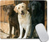 Funny Mouse Pad - Animals Dogs Chocolate Yellow Black Labs, Office Desk Accessories, Dog Mousepad, Desk Decor, Presents