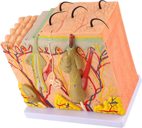 50X 3D Human Anatomical Skin Magnified Tissue Structure Model with Hair, PVC Material Enlarged for Biology Teaching