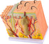 50X 3D Human Anatomical Skin Magnified Tissue Structure Model with Hair, PVC Material Enlarged for Biology Teaching