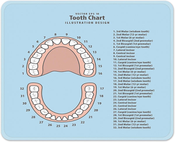 Mouse Pads Pink Education Tooth Chart, Blue Dental Anatomy Mousepad 9.5 X 7.9 for Laptop, Desktop Accessories