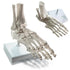 EVOTECH SCIENTIFIC Human Foot And Ankle Model, Life Size Medical Anatomy Foot