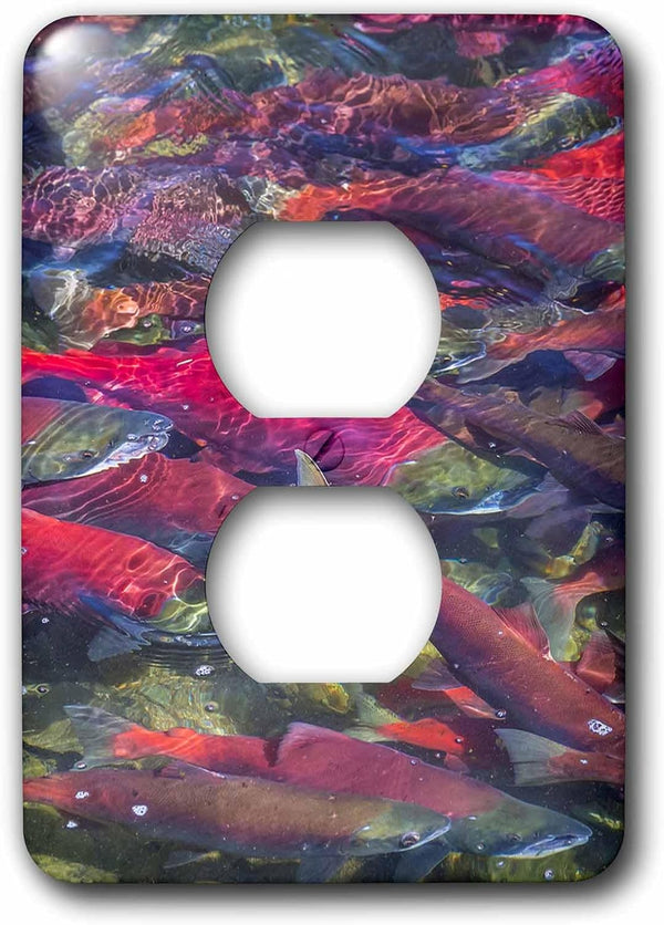 3dRose Migrating sockeye salmon, Katmai National Park, Alaska, USA 2 plug outlet