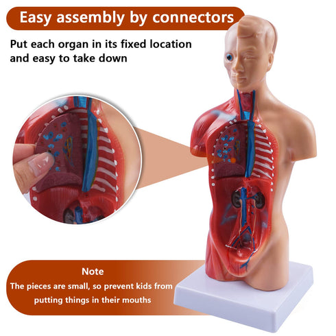 breesky 10.5inch Medical Torso Human Body Model Anatomy Doll with 15 Removable Parts for Education and Study
