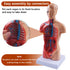 breesky 10.5inch Medical Torso Human Body Model Anatomy Doll with 15 Removable Parts for Education and Study