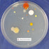 Nutrient Agar Kit, 20 Sterile Petri Dishes with Lids & 20 Sterile Cotton Swabs