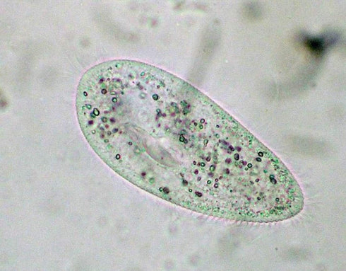 Prepared Animal Plant Cell Mitosis Meiosis Microscope Slides Set, 5pcs for Biology Class