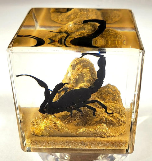 2" Real Black Scorpion in Crystal Clear Lucite Resin Diorama Paperweight for Biology Education & Display