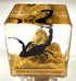 2" Real Black Scorpion in Crystal Clear Lucite Resin Diorama Paperweight for Biology Education & Display