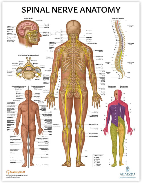 Anatomy Lab 4 PACK Muscular, Skeletal, Circulatory Systems and Spinal Nerves Human Anatomy Poster Set, Laminated