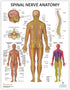 Anatomy Lab 4 PACK Muscular, Skeletal, Circulatory Systems and Spinal Nerves Human Anatomy Poster Set, Laminated